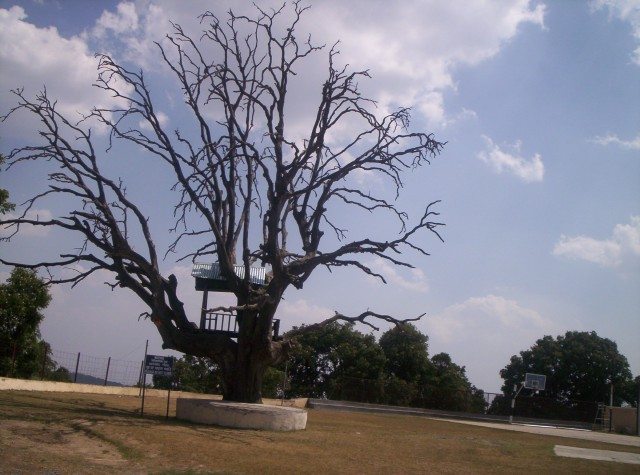 Barron tree observing cricket