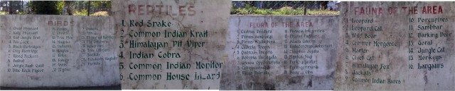 Flora and fauna of Chail