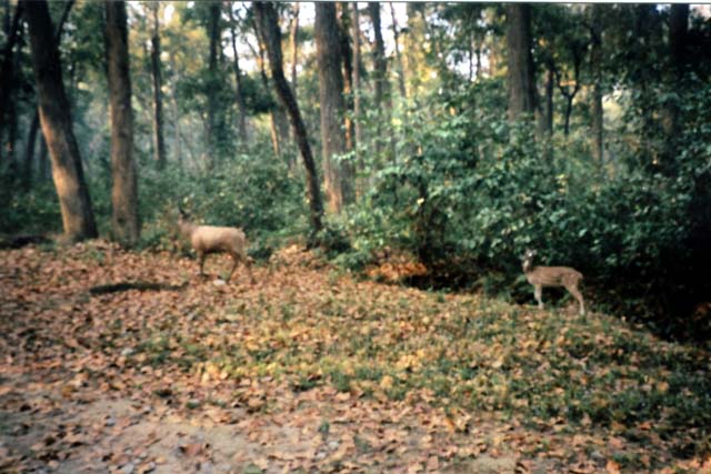 These deer are 'spotted' everywhere