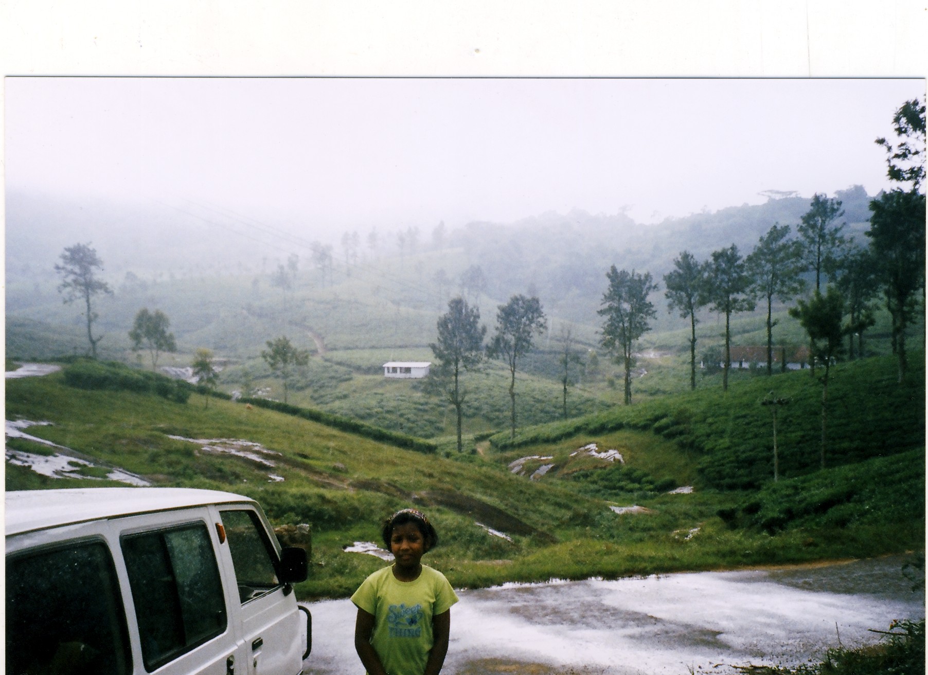 Drizzling in tea garden
