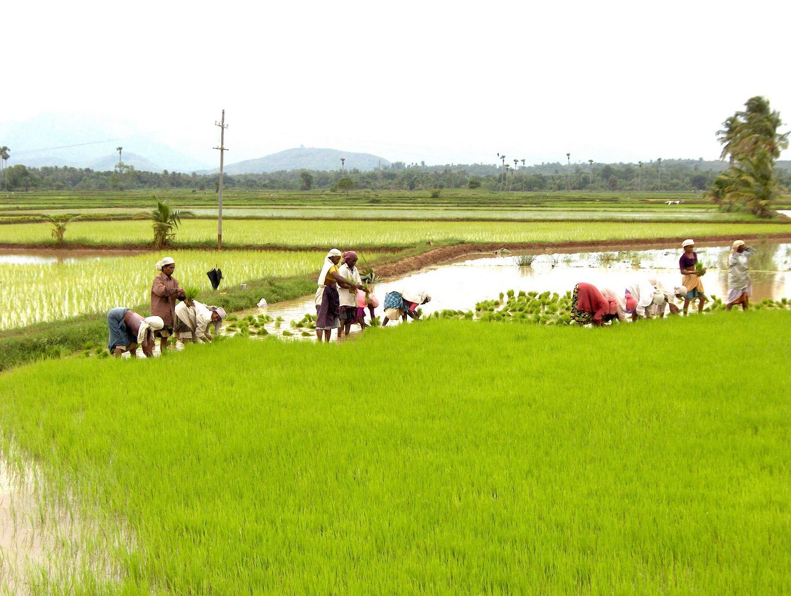 Paddy planting