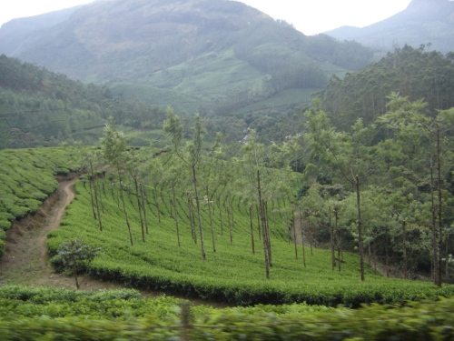 On the way to Nilgiri Tahr's home