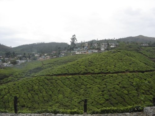 The only hill in Munnar having houses - See.... Unspoilt hill station