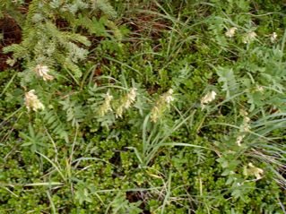 alpine-flowering-plants-lake-louise-area-1
