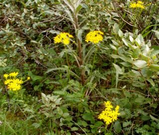 alpine-flowering-plants-lake-louise-area-5