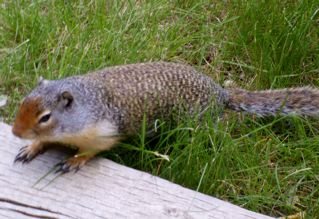 alpine-forest-ground-squirrels-2