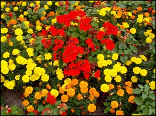 street-gardens-niagara-falls_opt