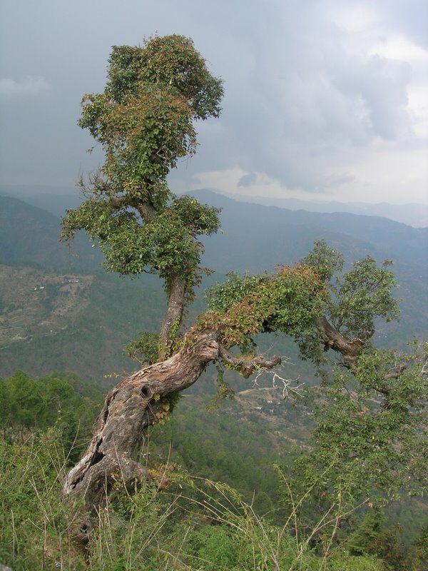 Devi Dhura.. Temple Tiger Where Have you Gone?