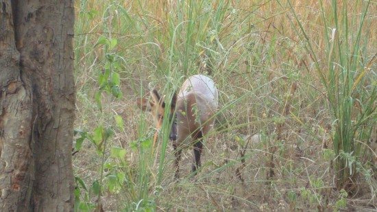 Hog deer