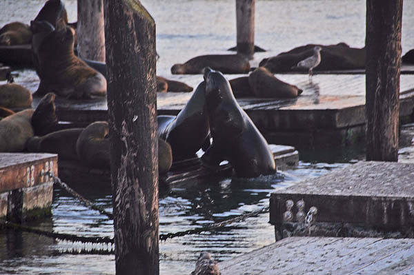 Sea Lions, San Francisco, Pier 39