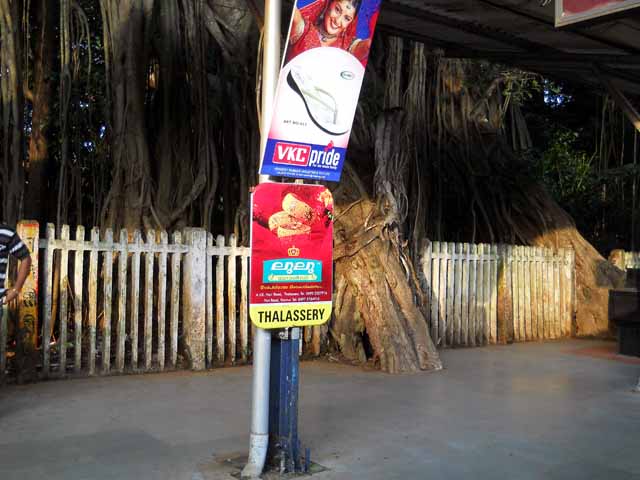 Old Peepal tree in Talessary station