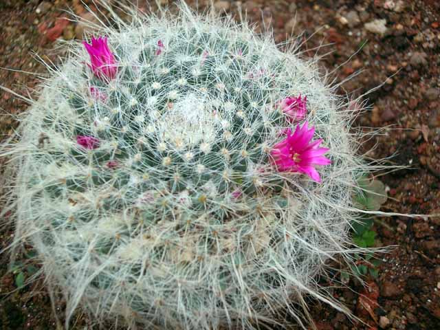Flower Garden – Munnar