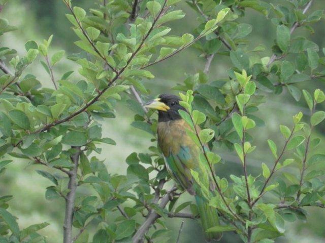 A walk in the clouds in chamba and dhanaulti