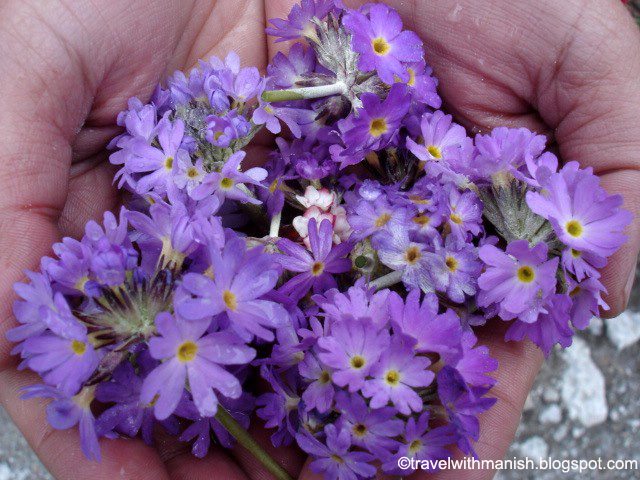 In the Valley of Flower