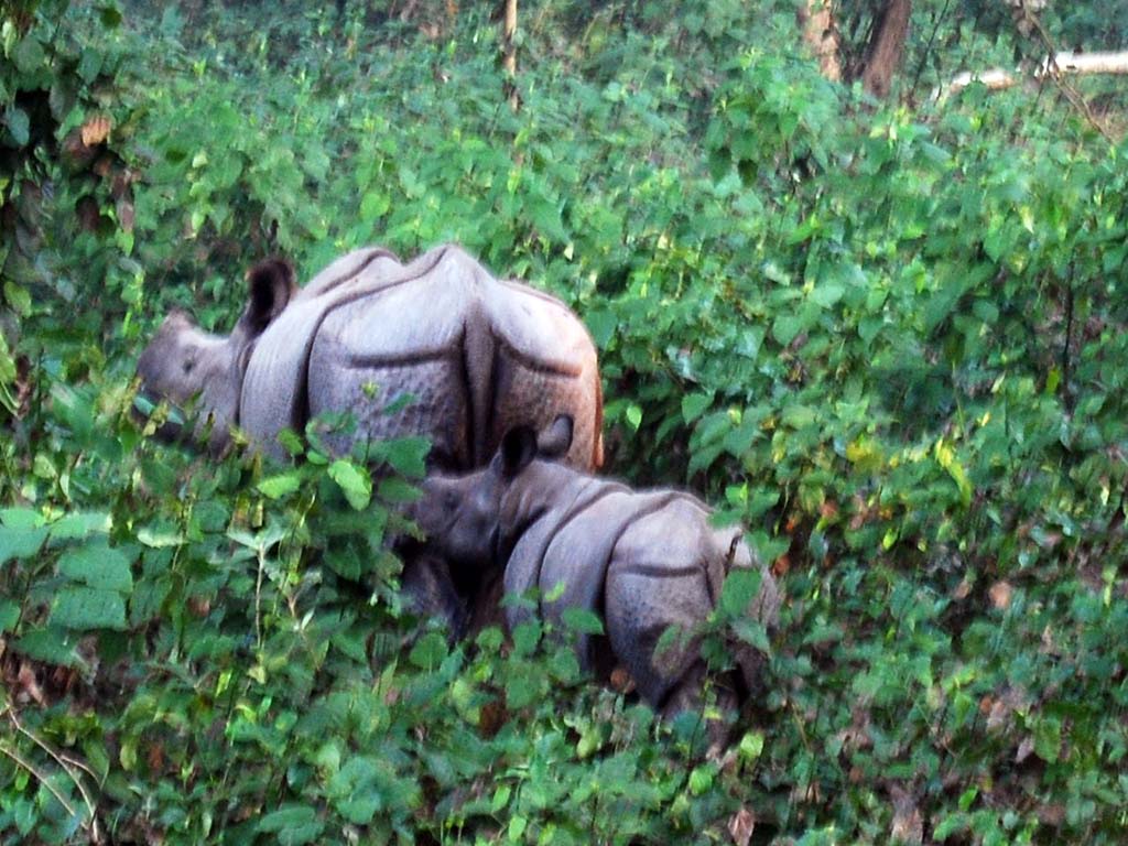 Rhinos at Dudhwa