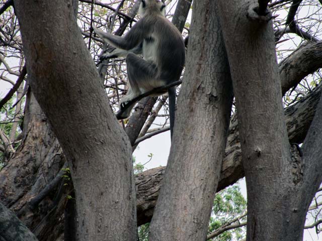 snapped this near papanasam.