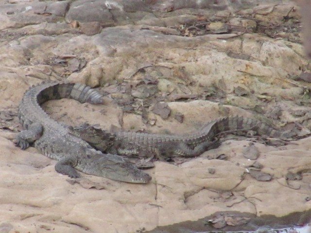 14 Crocks at a water hole