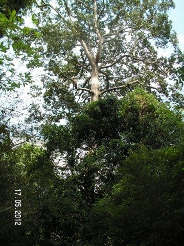 Very tall and gigantic Silk-cotton and Strangler fig trees