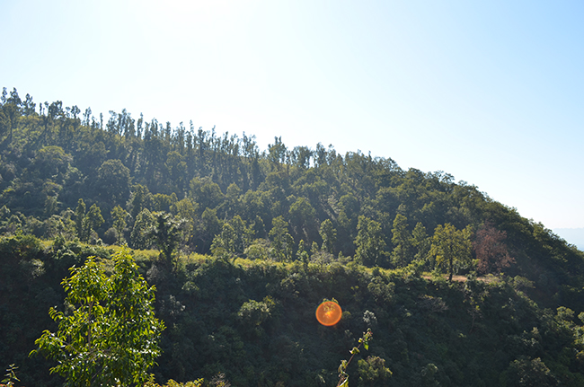 Hariyali Idhar Udhar