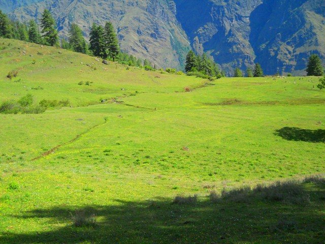 जंगल से लिया गया हरे कुदरती कारपेट का एक फोटो...