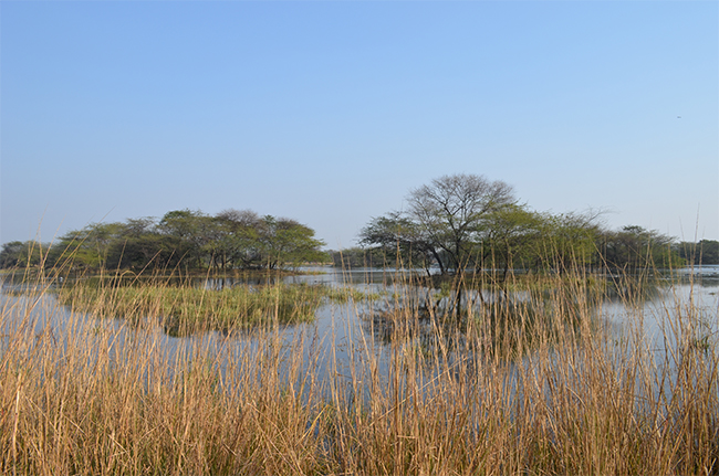 Sultanpur Bird Sanctuary