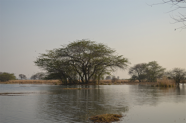 Sultanpur Bird Sanctuary