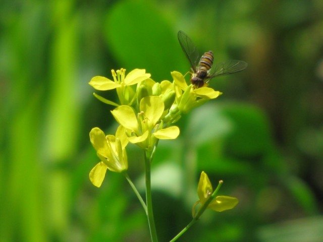 Throwing background out of focus draws attention to our main subject of interest.