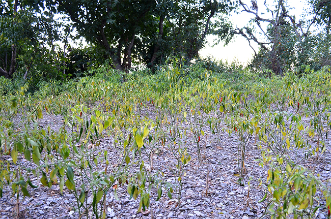 Pepper plants