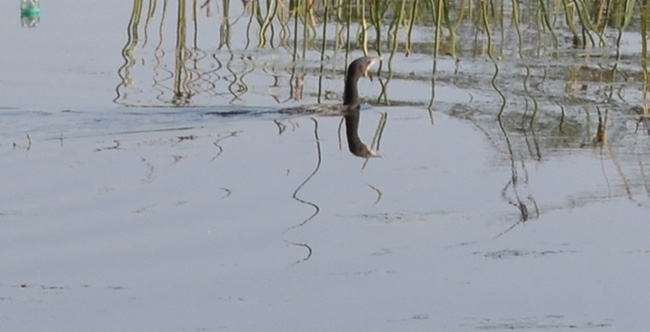 Pankauri  (Rhyothemis-variegata)