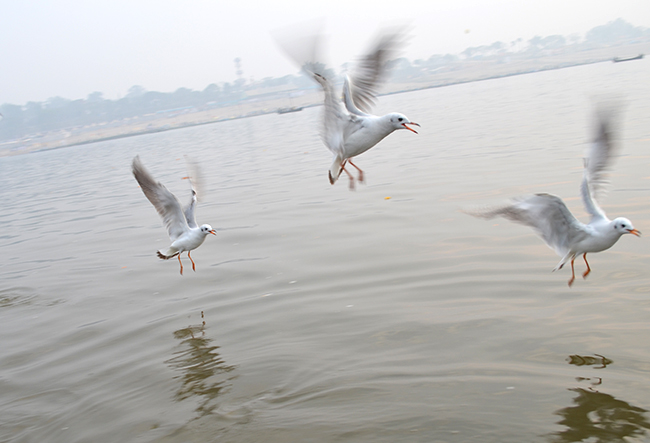 Aren't they beautiful?