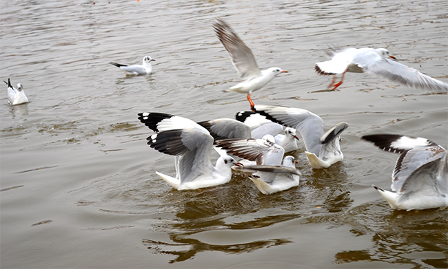 Black Headed Gull
