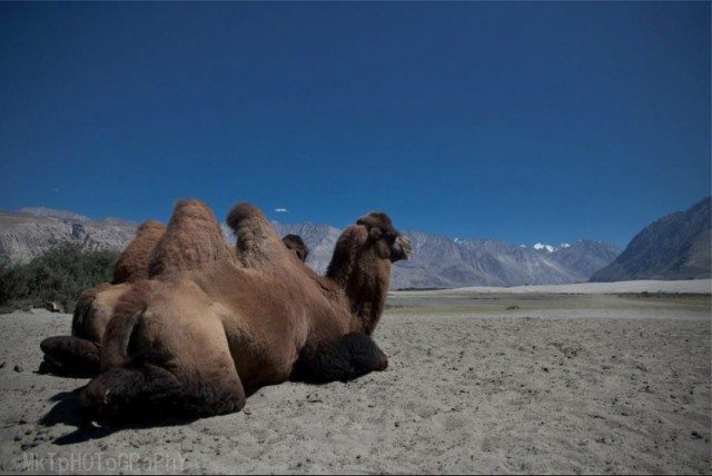 ये फ़ोटो “नीरज जाट” के लिए। उन्होंने लद्दाख के एक पोस्ट मे डबल हम्प वाले ऊंट के बारे मे पुछा था।