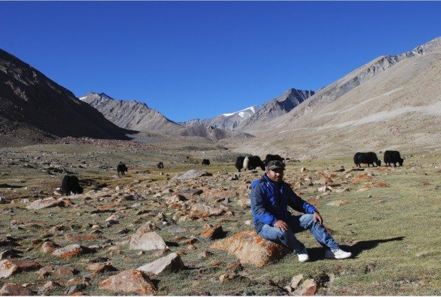 घास चरते हुए याक।