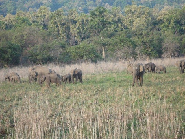  हमारी तरफ आते हुए एक हाथी