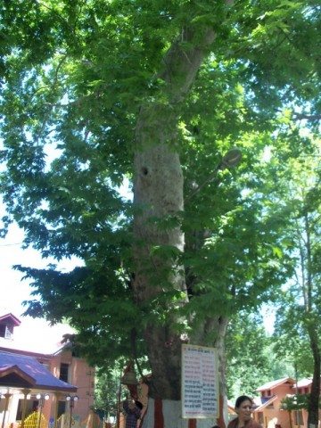 The famed tree at the premises