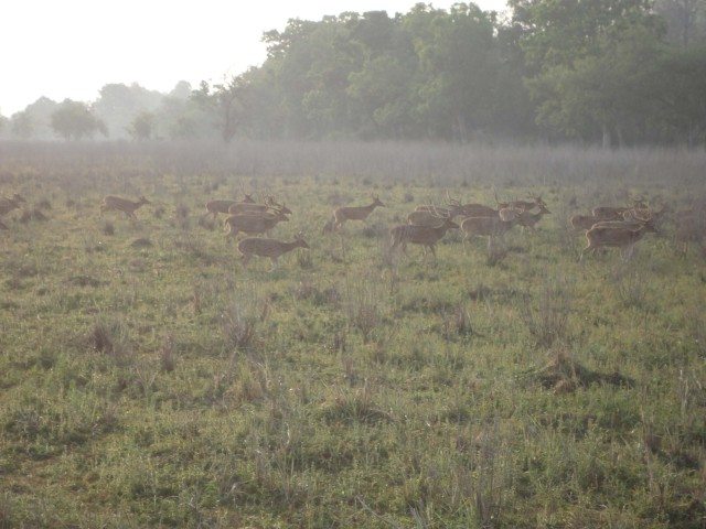 दौड़ लगते हुए हिरन