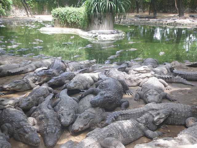 Crocodile park