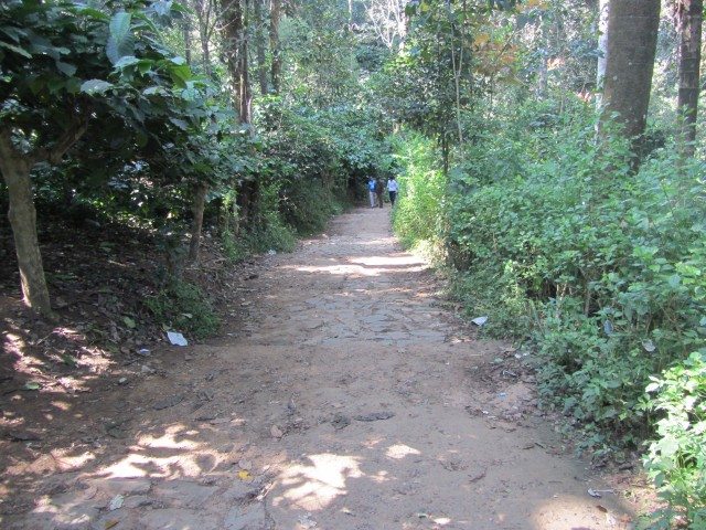 The thickly wooded path leading up to Abbey Falls