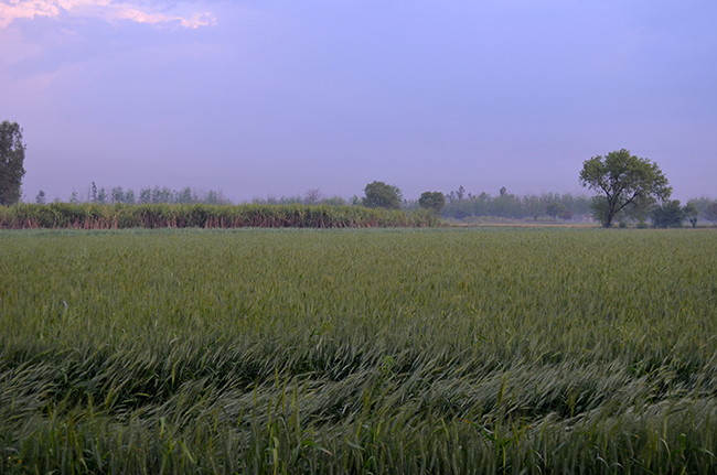 Agricultural Fields of UP