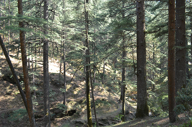 Deodar and Pine Forests