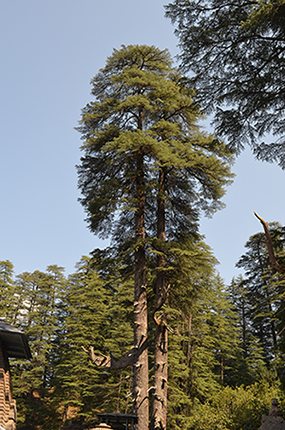 The Tall Deodar Tree