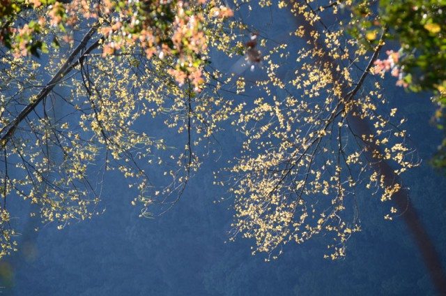 Morning sun coming through the leaves of this tree. 