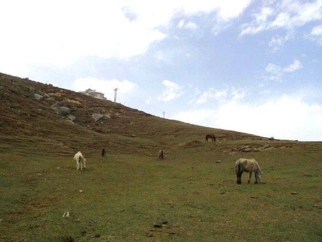 Grazing horses and FRH in the background