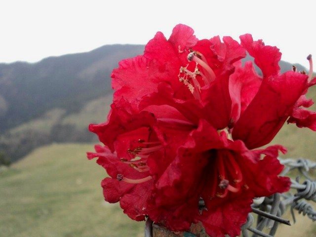 A rhododendron hanging on the fence