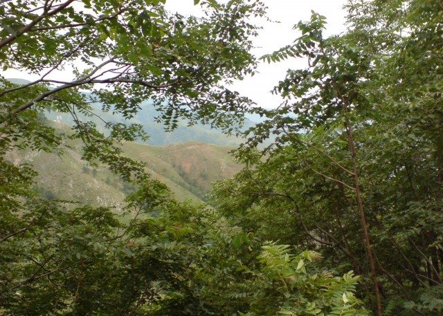 Greenery besides the road