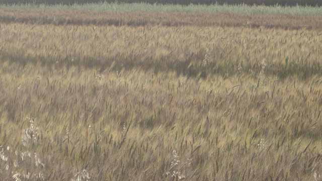 4. कमरे के सामने लहलहाते हुए खेत