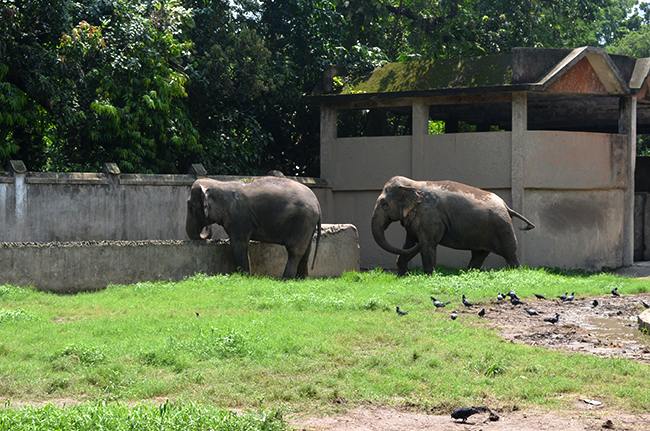 Elephants