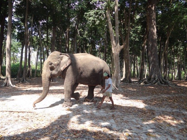 A native Andaman elephant