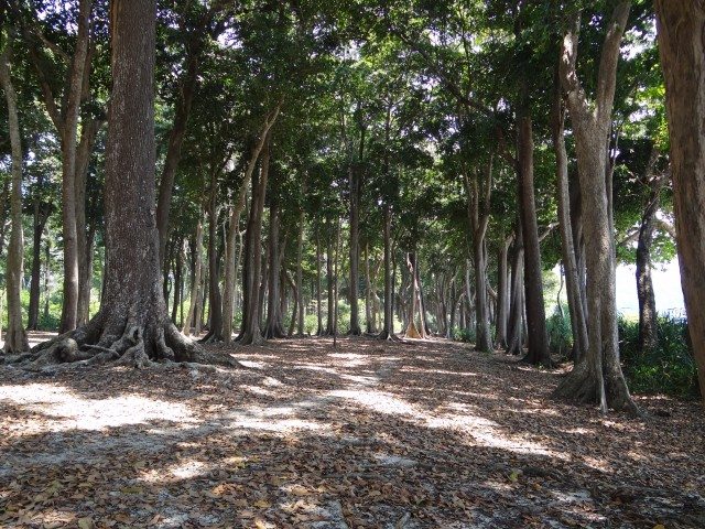 The forest of Andaman Tea