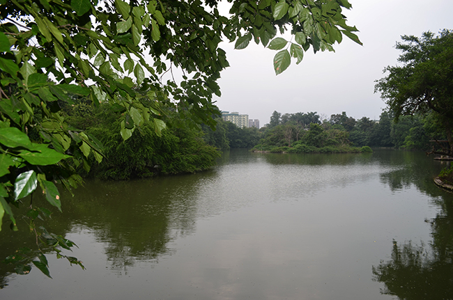 Nesting points for migratory birds